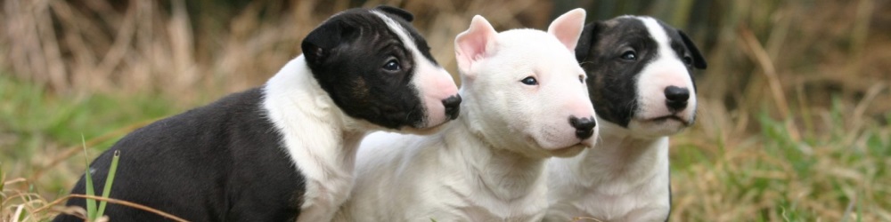 perros de raza actividad terriers
