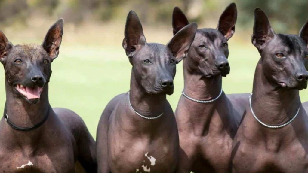perros de raza xoloitzcuintle